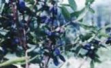 Sweetberry Powder 